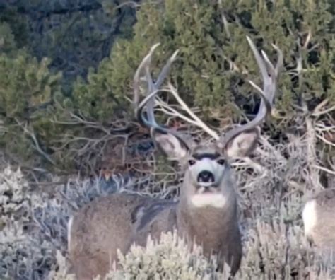 The Biggest Kaibab Mule Deer in 2018 - Exclusive Pursuit Outfitters, LLC