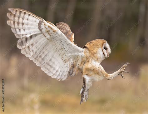 Hunting beautiful adult Barn Owl in flight landing with sharp talons ...