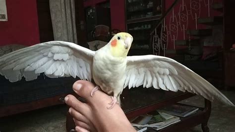 Cockatiel singing - YouTube