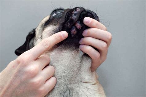 Why Does My Dog Have Scabs On His Lips | Lipstutorial.org