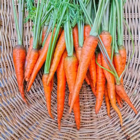 Organic Baby Carrots (เบบี้แครอท) 300 g. – OrgBox Thailand