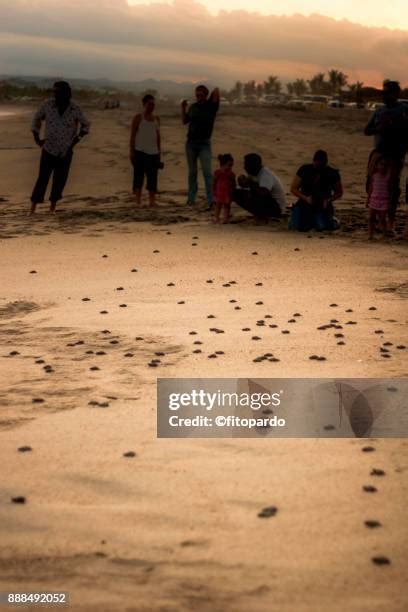 317 Turtle Group National Park Stock Photos, High-Res Pictures, and Images - Getty Images