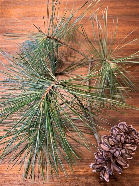 Fresh Eastern White Pine Needles Pine Needle Tea Suramin Fresh - Etsy