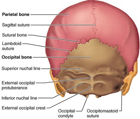 The Skull | Axial skeleton, Human anatomy and physiology, Northwestern ...
