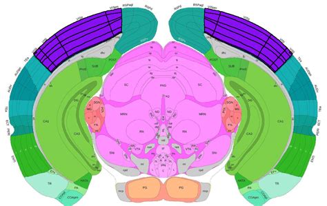 Multimodal Characterization in Mouse Visual Cortex - brain-map.org