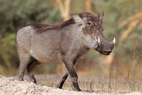 Nolan warthog (Phacochoerus africanus africanus) - Common warthog ...