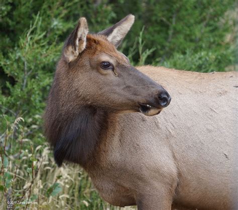 Yellowstone Part 2: Prolific Wildlife and Scenery in Northern Yellowstone – Zamia Ventures