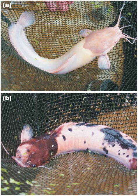 Genetic Identification of Invasive Walking Catfish, Clarias batrachus, Intermingled with African ...