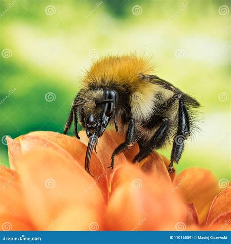 Field Bumblebee, Common Carder Bumblebee, Bumblebee, Dumbledor, Dumbledore Stock Image - Image ...