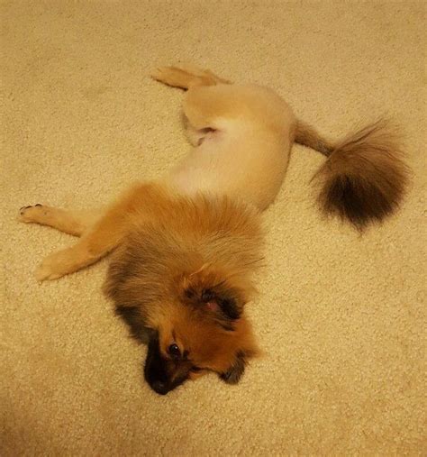 Pomeranian Lion Cut Grooming - Pets Lovers