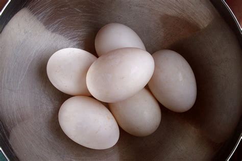 Duck Eggs | Harmony Acres