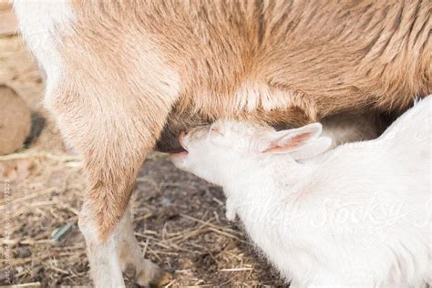 Baby Goat Nursing From Her Mother by Justin Mullet | Baby goats, Goats, Animals