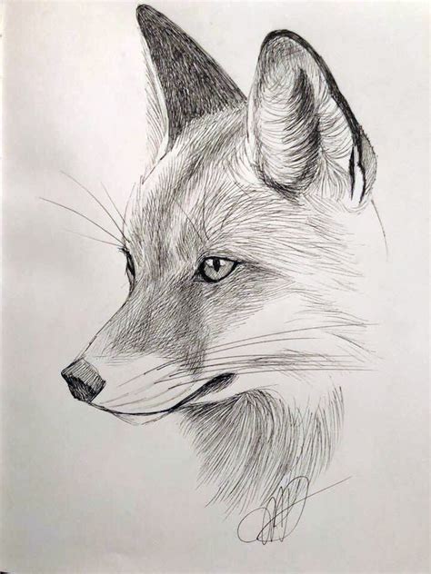 Fox, micron sketch by Margaret Dean | Animal drawings sketches, Animal drawings, Art drawings ...