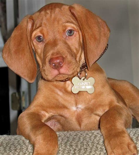 Hungarian breed,"Magyar vizsla" | Vizsla, Vizsla puppies, Vizsla dogs