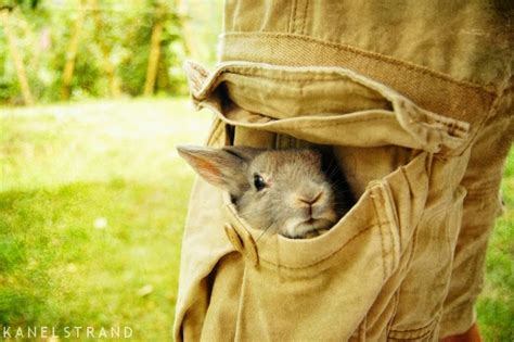 Kanelstrand: Simple Living Rabbit: In the Pocket