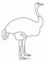 Ostrich Coloring Pages sketch template