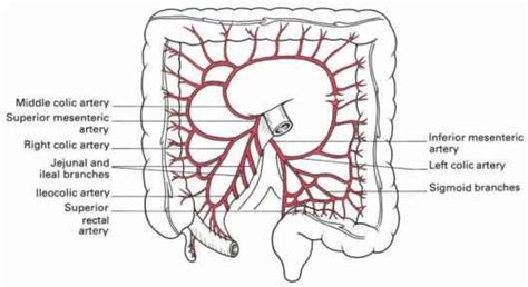 Image result for superior mesenteric artery | Superior mesenteric artery, Rectal, Arteries