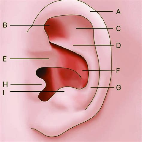 Diagram representing the normal anatomy of a neonatal ear. a: helix. B:... | Download Scientific ...