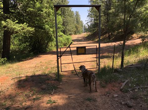 Free Images : forest, wilderness, trail, dog, ranch, backyard, felix, yard 3740x2805 - - 509262 ...