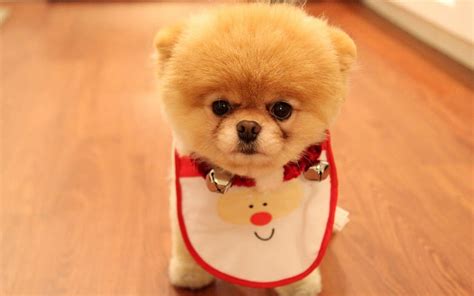 Christmas Animal, Cute Christmas Dog HD wallpaper | Pxfuel