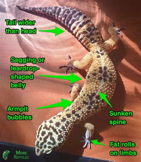 Obesity in Leopard Geckos: 5 Signs Of A Fat Leopard Gecko