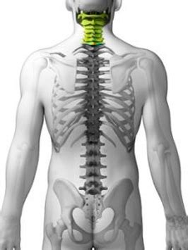 Columna cervical - Clínica Bordon