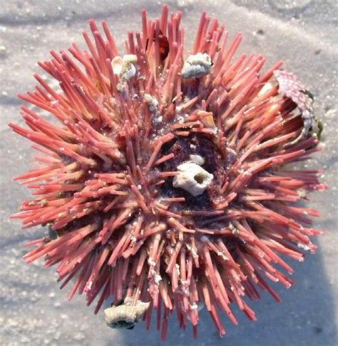 Sea Urchin: The Marine Invertebrate - Ocean Info