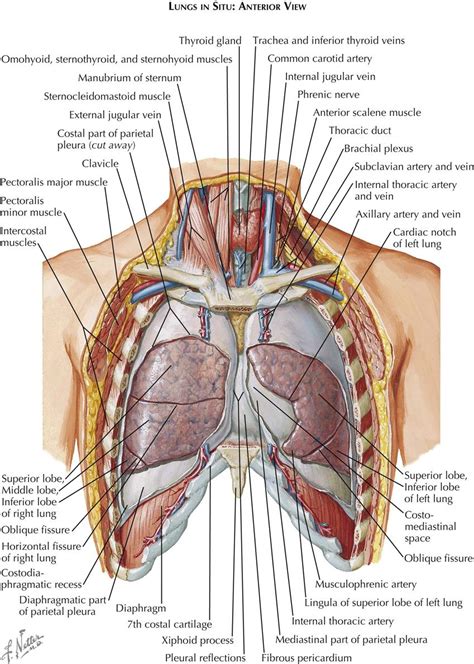 1. Anatomy | Thoracic Key