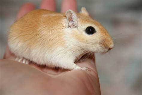 Banco de imagens : mamífero, Hamster, roedor, fauna, fechar-se, Bigodes, vertebrado, Esquilo ...