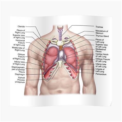 Lingula Anatomy - Anatomy Book