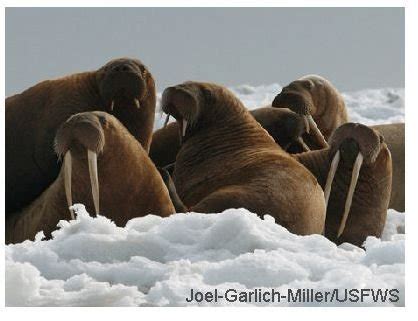 The Arctic Ocean and biodiversity - Bright Hub