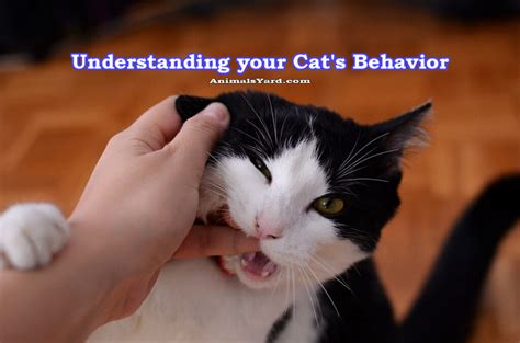 Understanding your Cat's Behavior - Animals yard