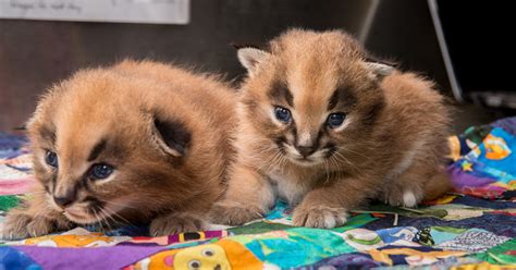 Caracal kittens bring the cute to Oregon Zoo