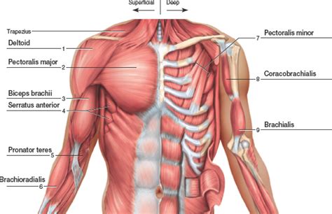 Pin by Kristen Sambo on Human Anatomy / Muscles | Muscle, Chest muscles ...