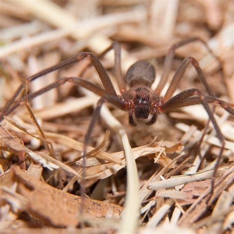 Brown Recluse Spider Pacific Northwest