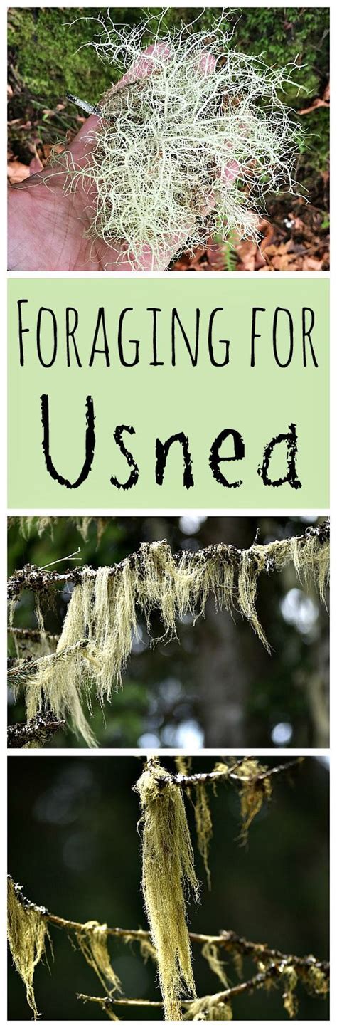 Foraging for Usnea: A Super Medicinal Lichen | Herbalism, Foraging, Herbs