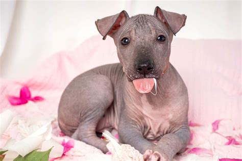 How Much Does a Xoloitzcuintli Cost? (2024 Price Guide)