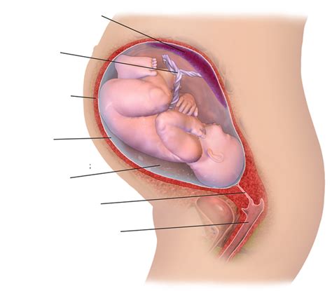 The Womb Diagram | Quizlet