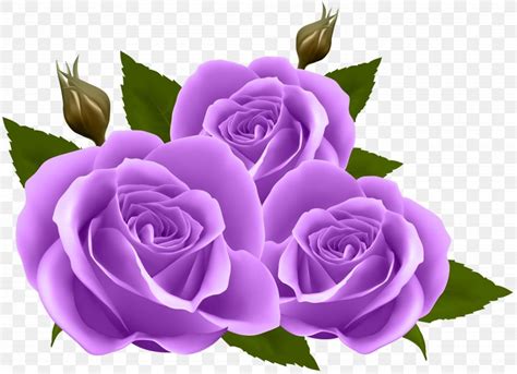 Flower Rose Wallpaper, PNG, 8000x5803px, Rose, Blue Rose, Cut Flowers, Floral Design, Floristry ...