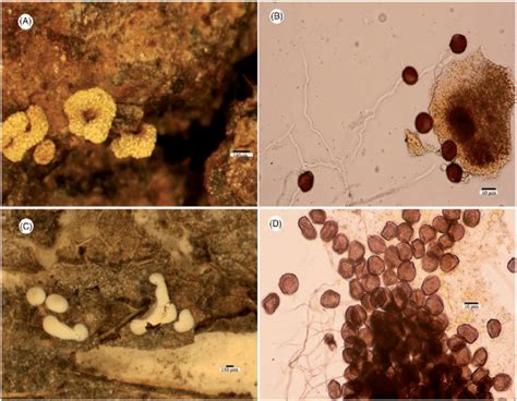 (A) Fruiting bodies of Physarum serpula observed using a... | Download Scientific Diagram