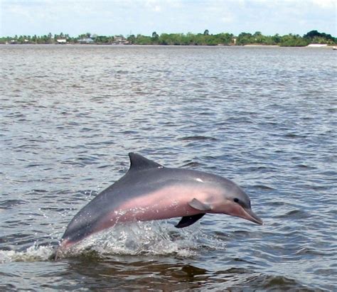 Tucuxi Dolphin – "OCEAN TREASURES" Memorial Library