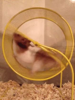 Hamster Wheel Fail Gif