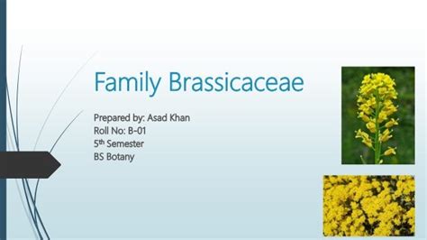 Family Brassicaceae