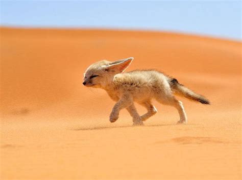 Desert fox puppy, desert fox, sweet, cute, wilderness, predatory ...