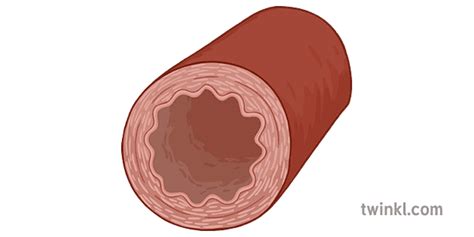 Artery Cross Section Ilustração