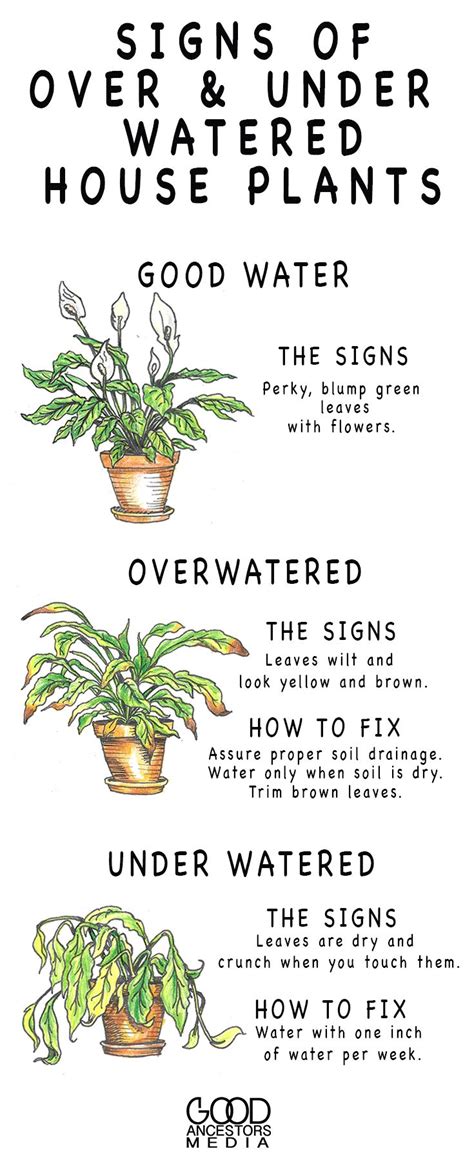 Sign and Solutions for Over and Under Watering House Plants | House plants, Water house, Over ...