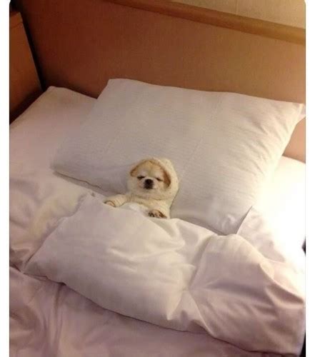 Create meme "the dog is sleeping on the bed, dog in bed meme, good night funny pictures ...