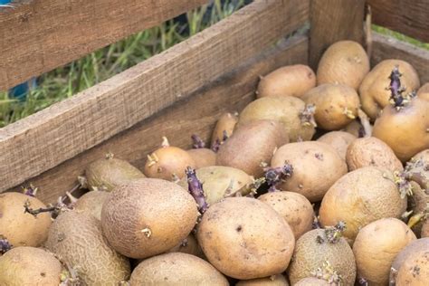 How To Plant Sprouting Potatoes | ODH