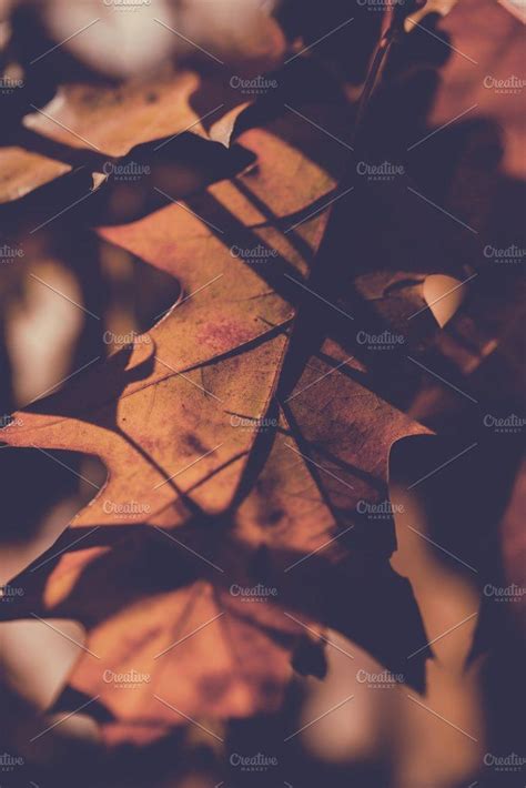 Autumn leaves in vintage colors featuring autumn, leaves, and fall | Vintage colors, Autumn ...