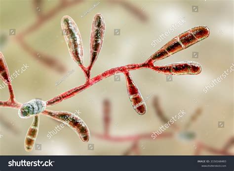 Microscopic Fungi Epidermophyton Floccosum Scientific 3d Stock ...